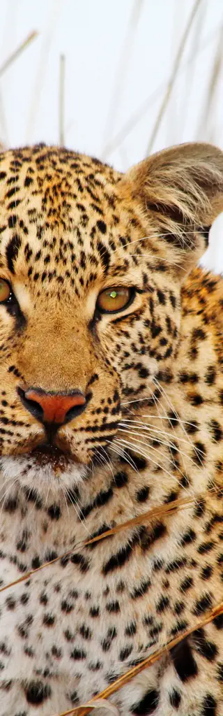 Camping-Safari in Simbabwe & Botswana